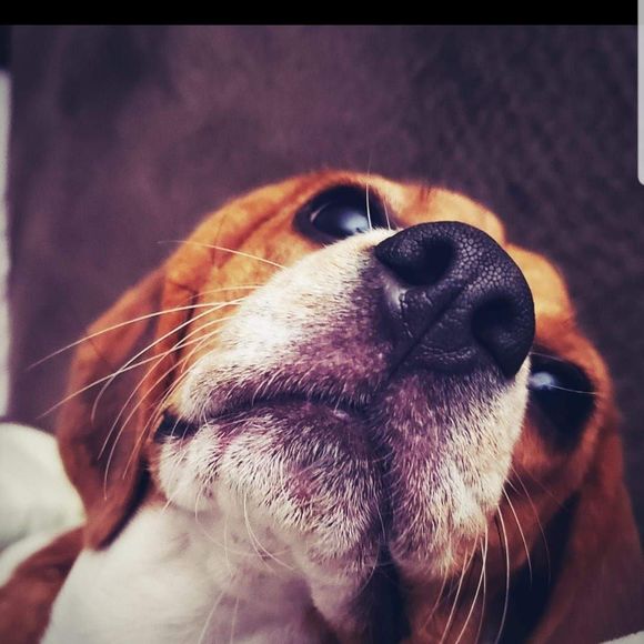 Meet your Posher, Arlee - Picture 1 of 1